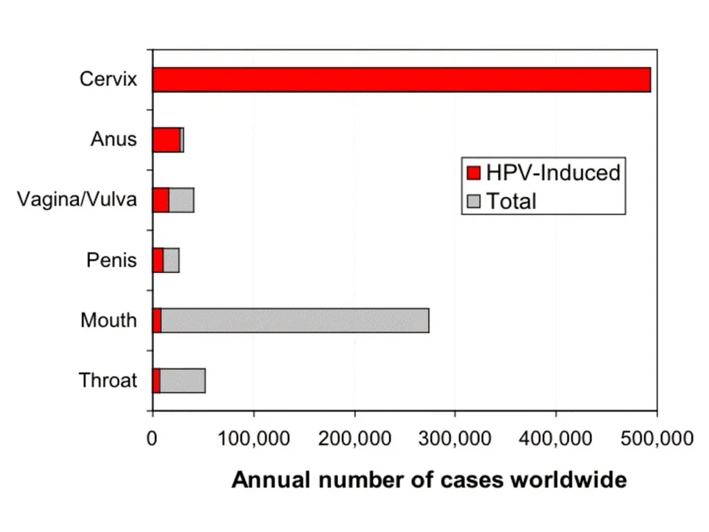 HPV 病毒感染细胞